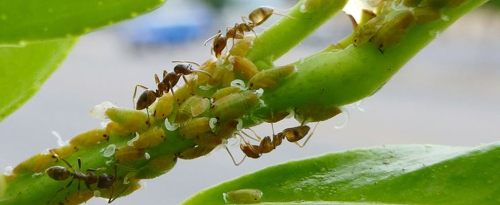 formiche piante